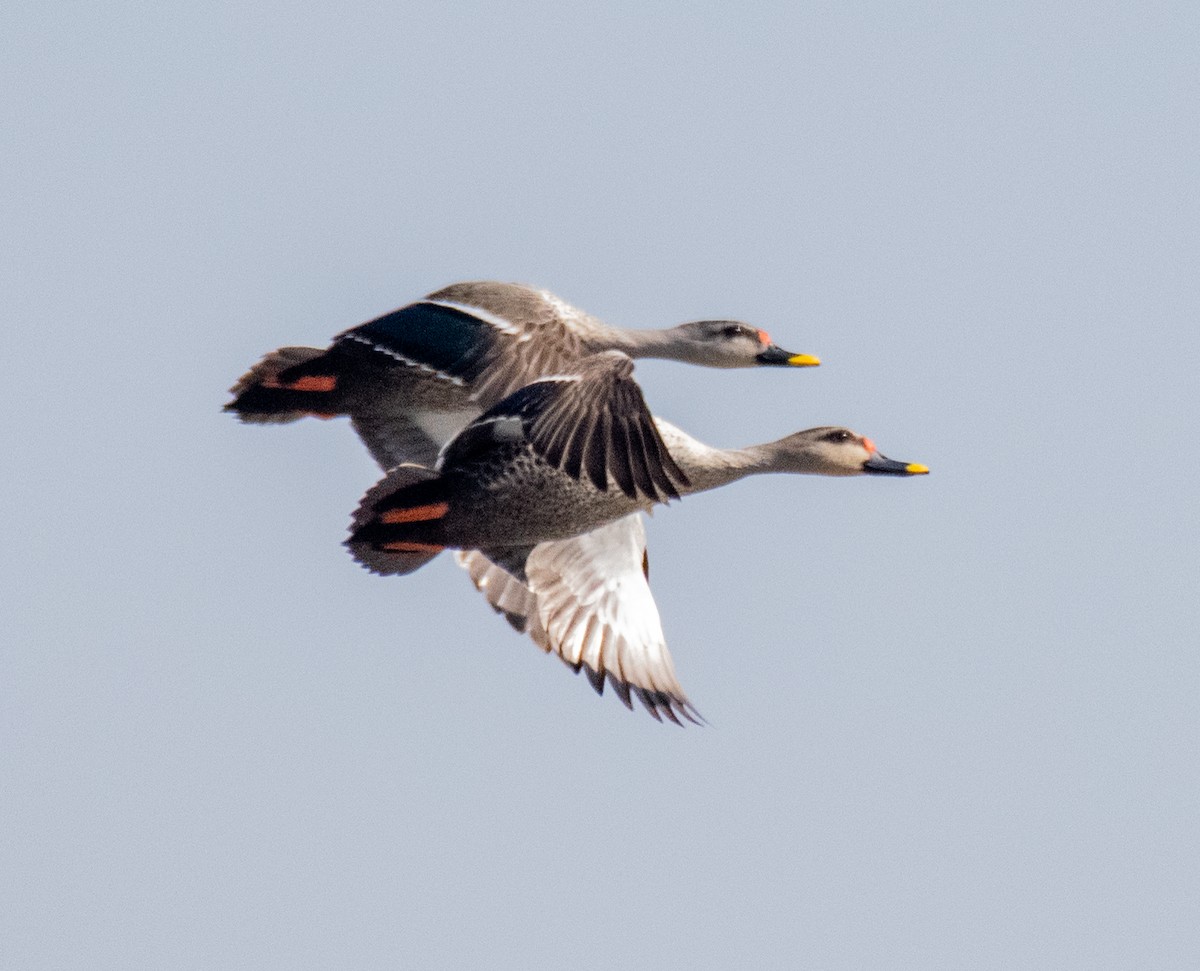 Indian Spot-billed Duck - ML211836221