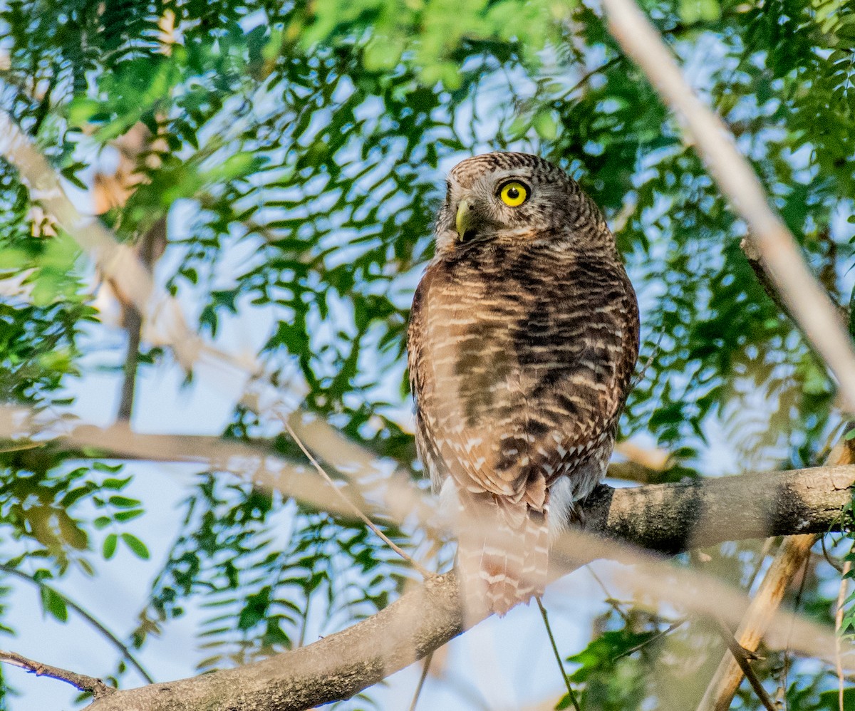 Asian Barred Owlet - ML211836521