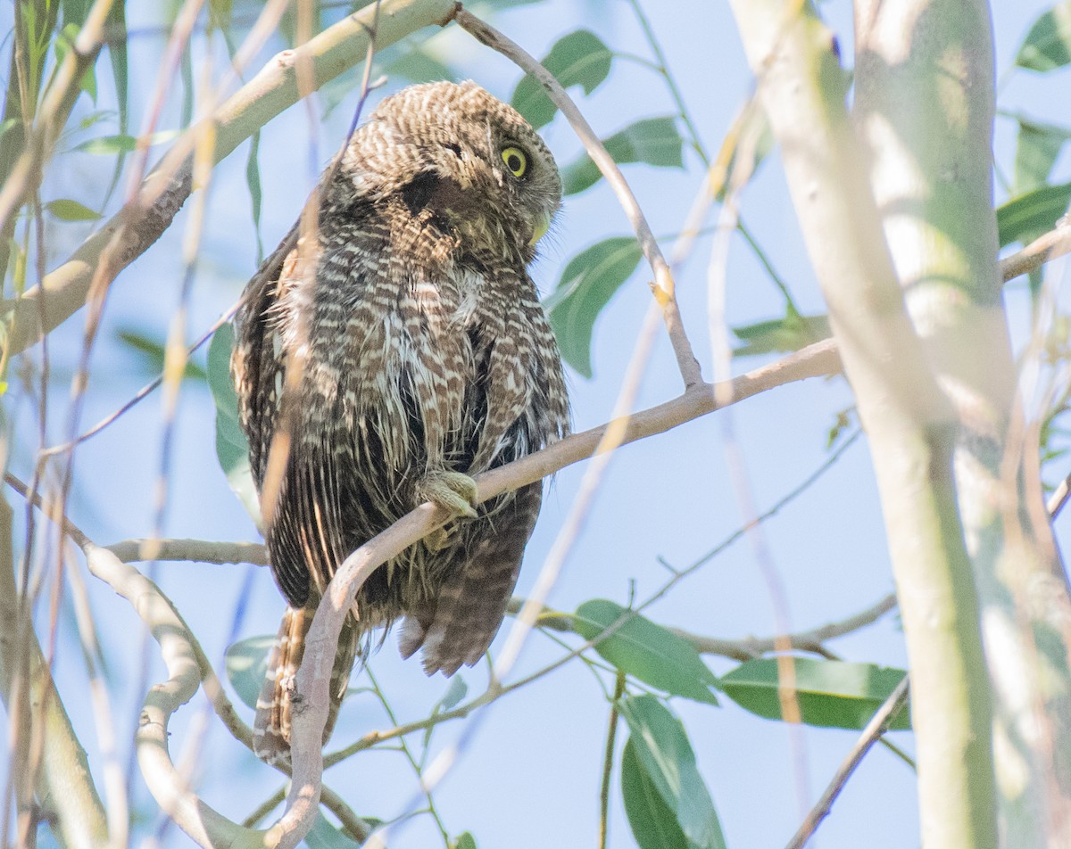 Asian Barred Owlet - ML211836531