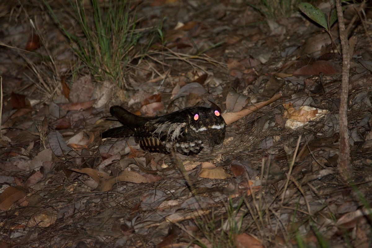 Large-tailed Nightjar - Edward Bell