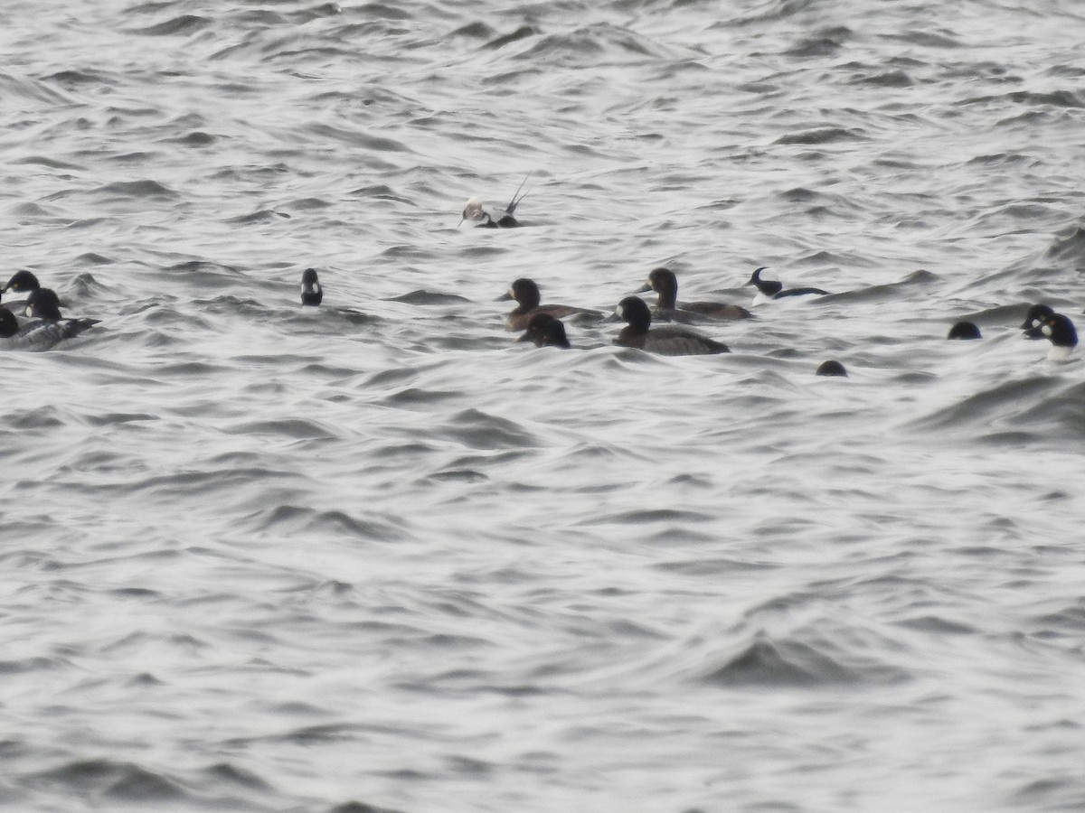 Greater Scaup - ML21184141