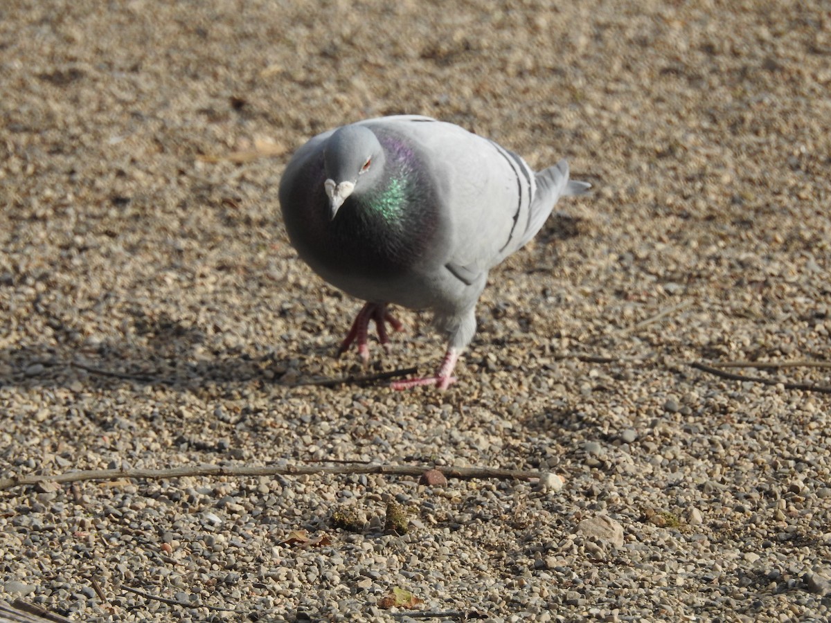 Rock Pigeon (Feral Pigeon) - ML21184171