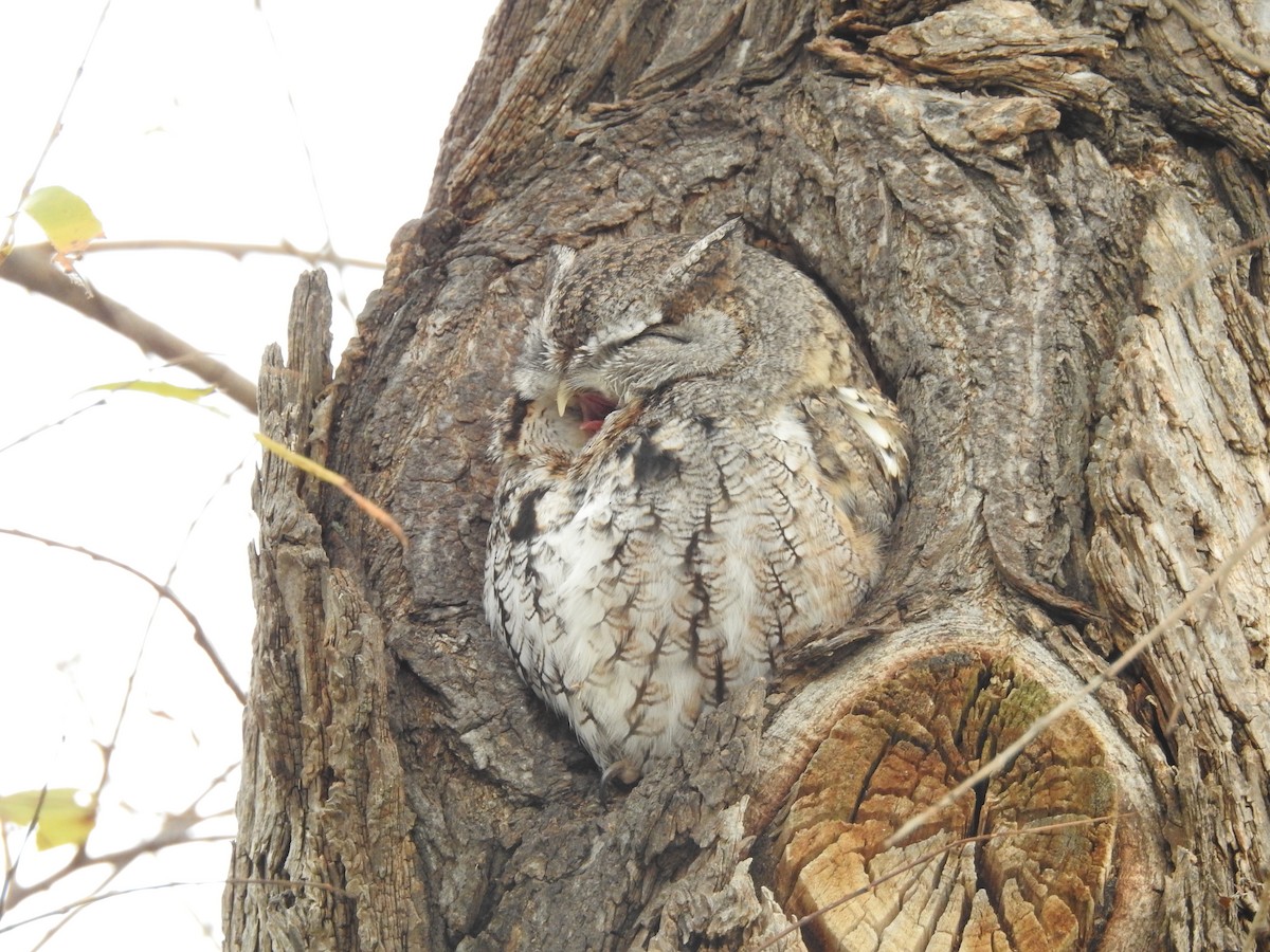 Eastern Screech-Owl - Joanne Muis Redwood