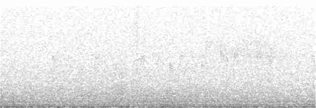Slender-billed Oriole - ML211841931