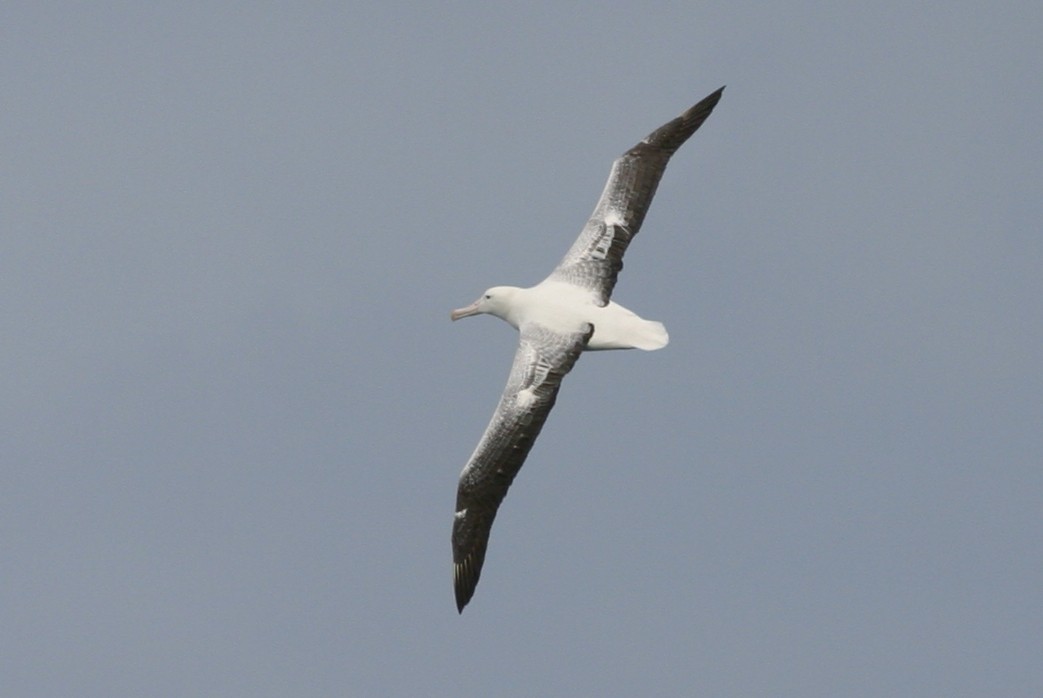 Southern Royal Albatross - Richard Fuller