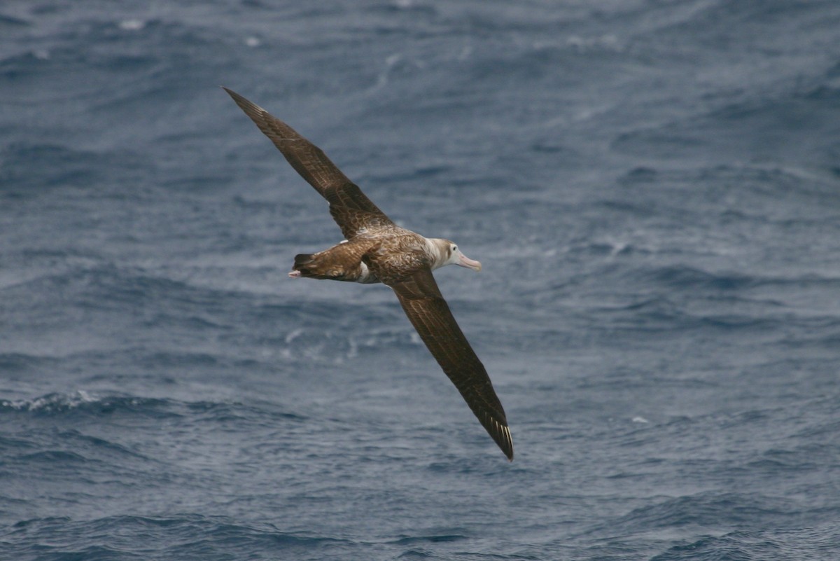 Albatros hurleur, A. de Tristan da Cunha ou A. des Antipodes - ML211845071