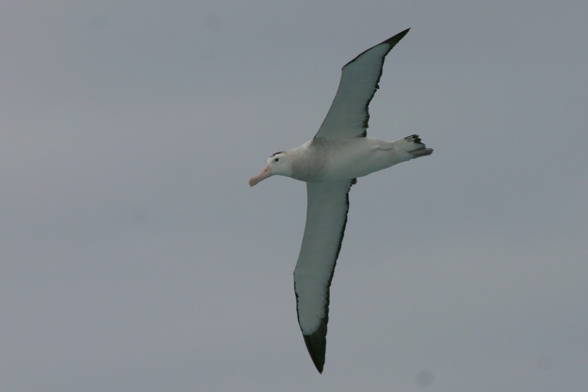 Albatros hurleur, A. de Tristan da Cunha ou A. des Antipodes - ML211845081