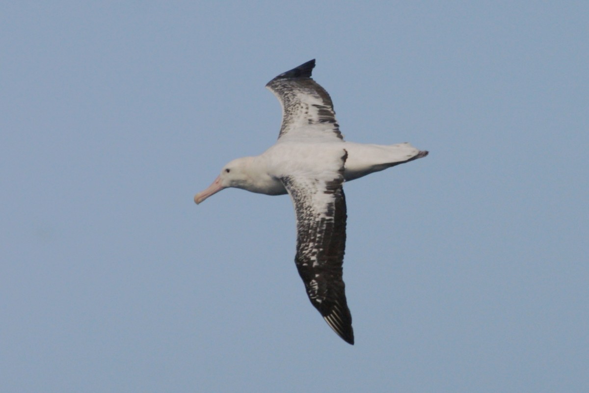Albatros hurleur, A. de Tristan da Cunha ou A. des Antipodes - ML211845811