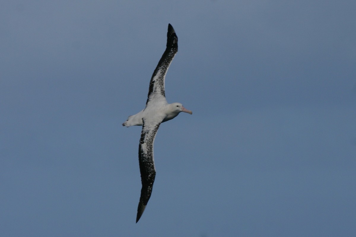 Albatros hurleur, A. de Tristan da Cunha ou A. des Antipodes - ML211845821