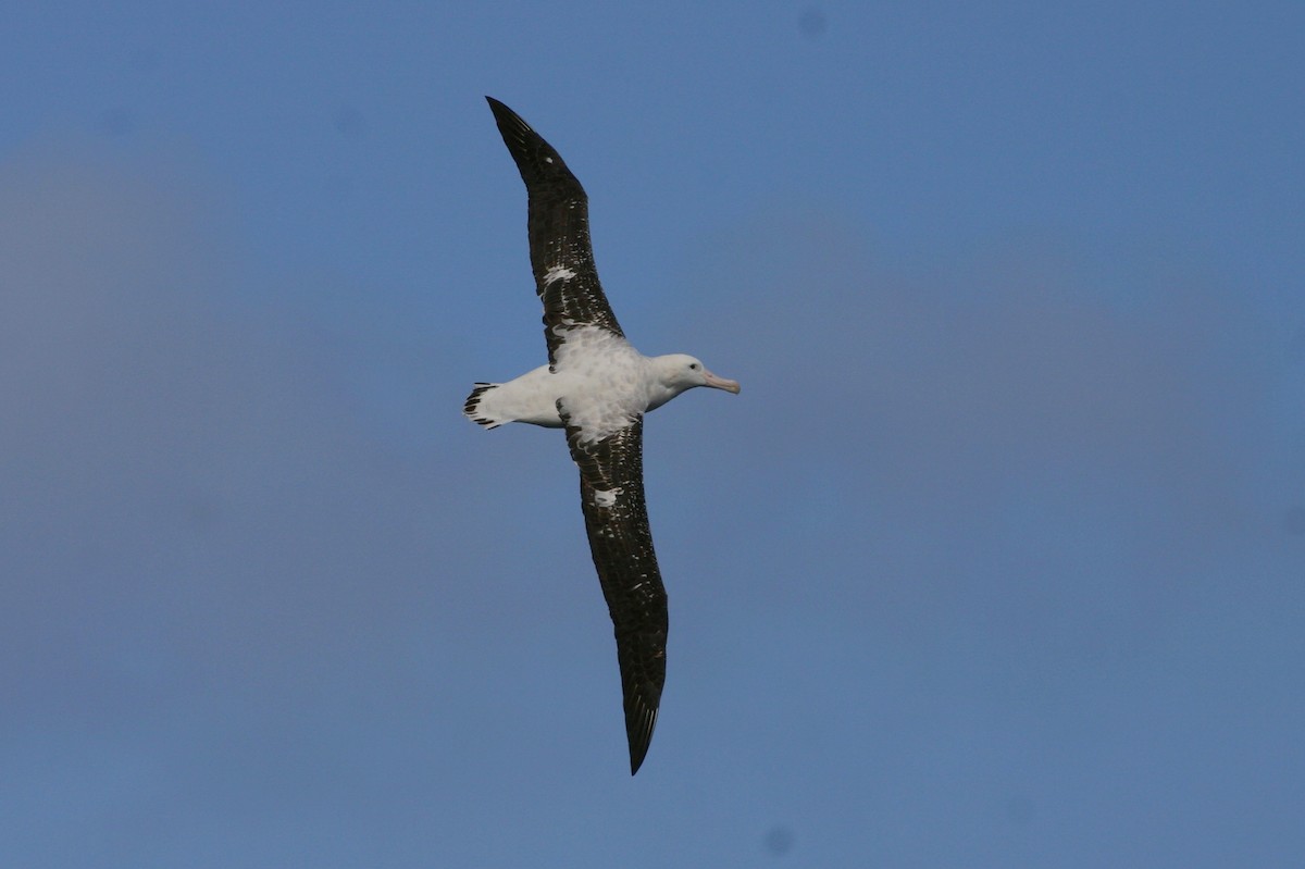 Albatros hurleur, A. de Tristan da Cunha ou A. des Antipodes - ML211845831