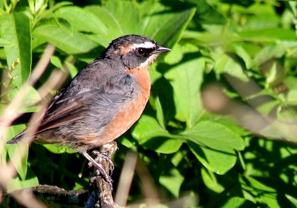 Black-and-rufous Warbling Finch - Elby Anderson A Silva