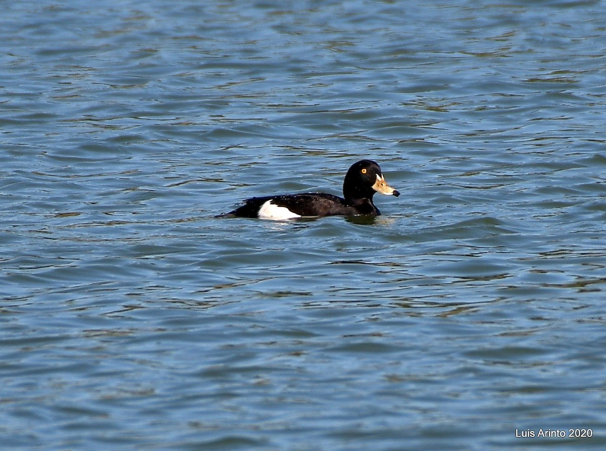 Tufted Duck - ML211849911