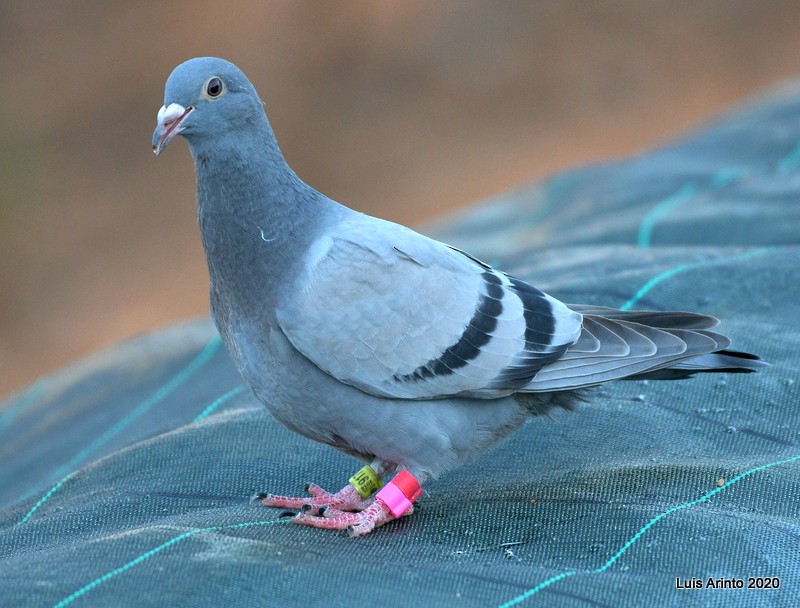 Rock Pigeon (Feral Pigeon) - ML211850331