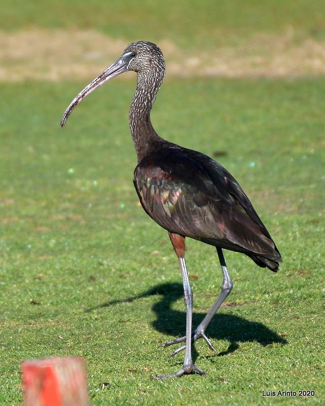 ibis hnědý - ML211851111