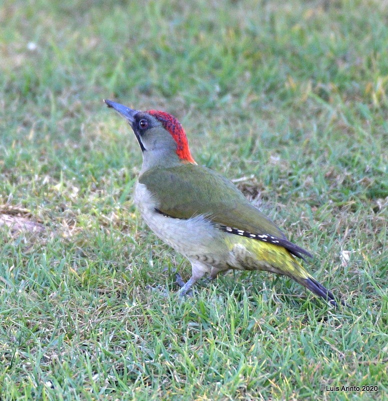 Iberian Green Woodpecker - ML211851201