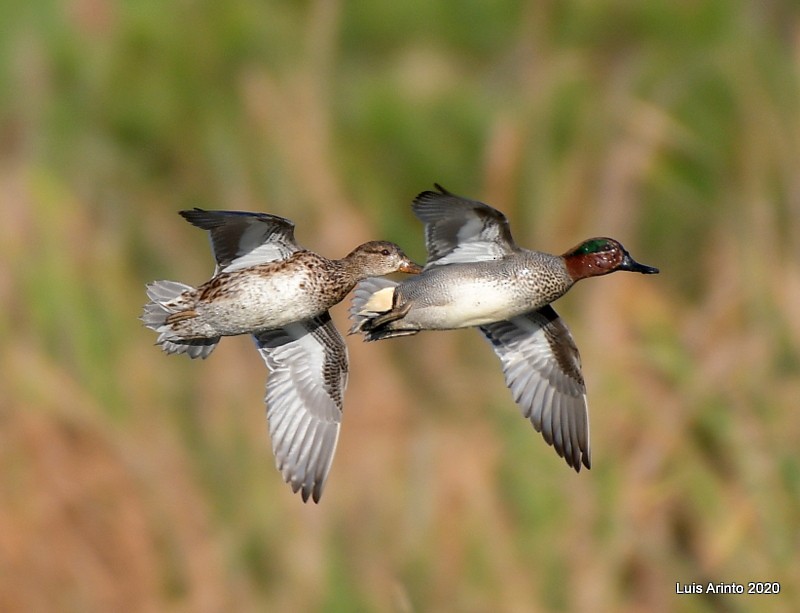 Green-winged Teal - Luis Arinto