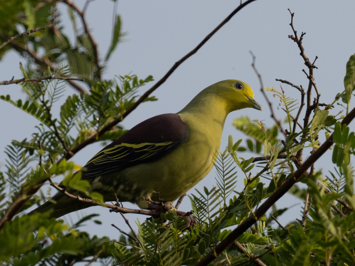 Sri Lanka Green-Pigeon - ML211853561
