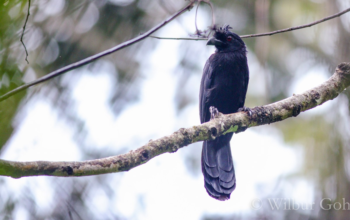 Black Magpie (Bornean) - Wilbur Goh