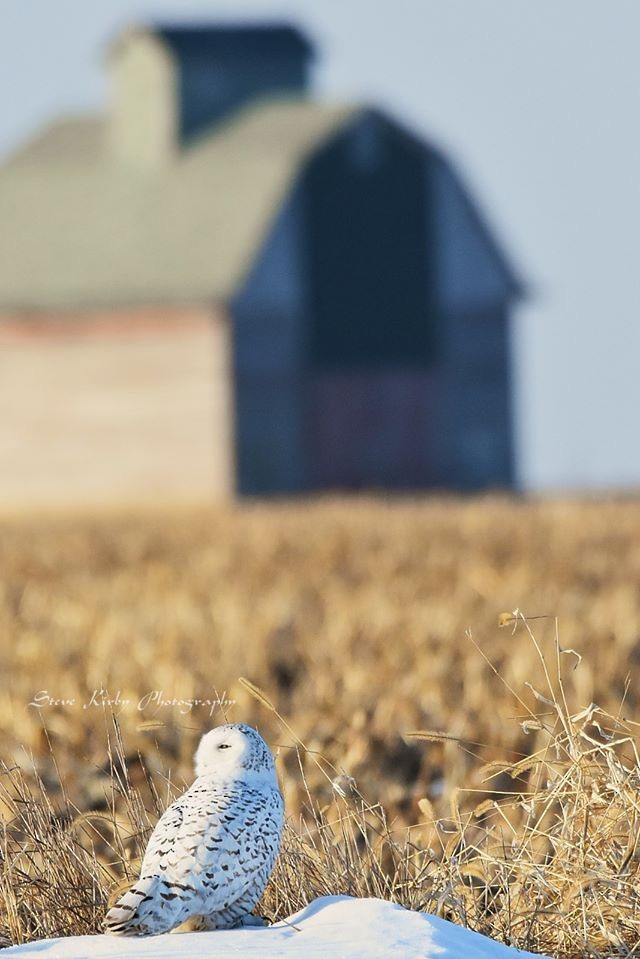 eBird Checklist - 23 Feb 2020 - Steward, Illinois - 1 species