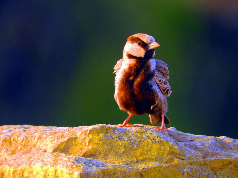 Ashy-crowned Sparrow-Lark - ML21185581