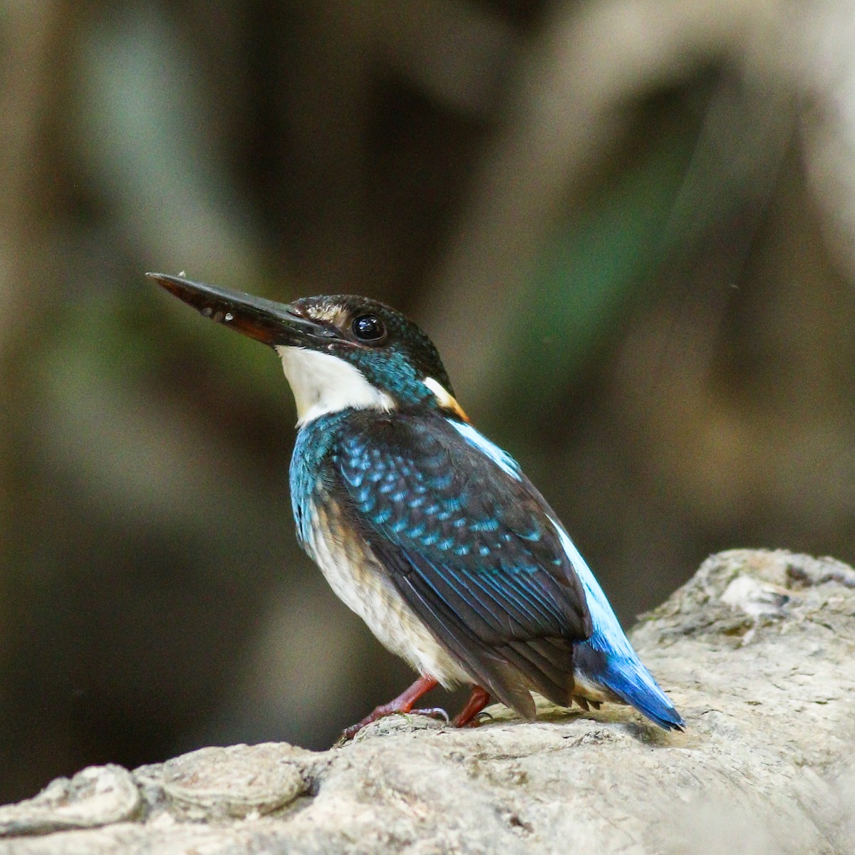 Malaysian Blue-banded Kingfisher - Wilbur Goh