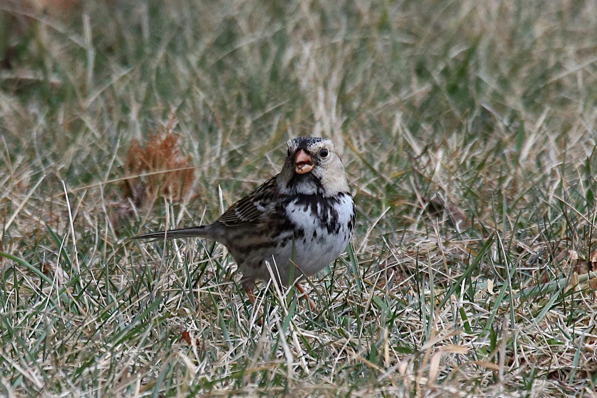 Harris's Sparrow - ML211858701