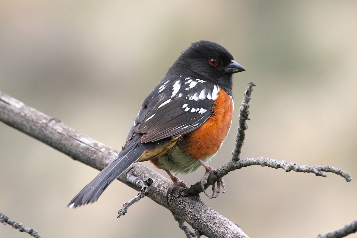 Spotted Towhee - ML211862781