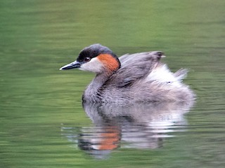 マダガスカルカイツブリ - eBird
