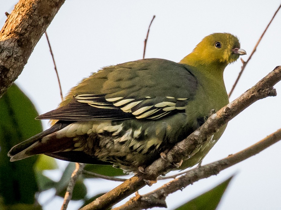 Madagascar Green-Pigeon - Skip Russell