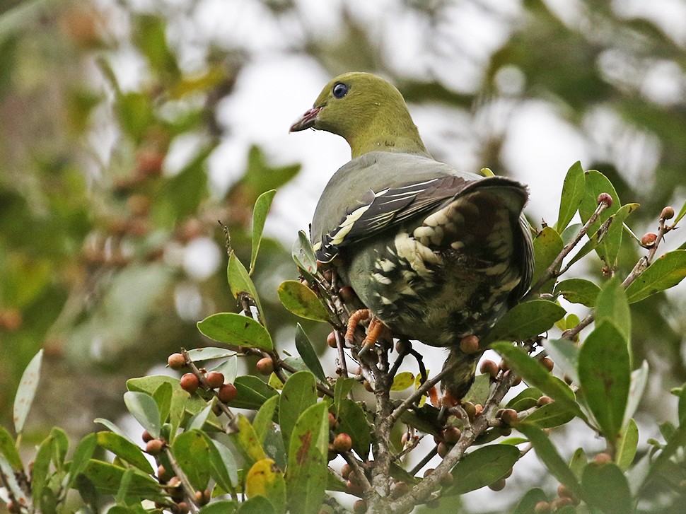 Madagascar Green-Pigeon - Charley Hesse