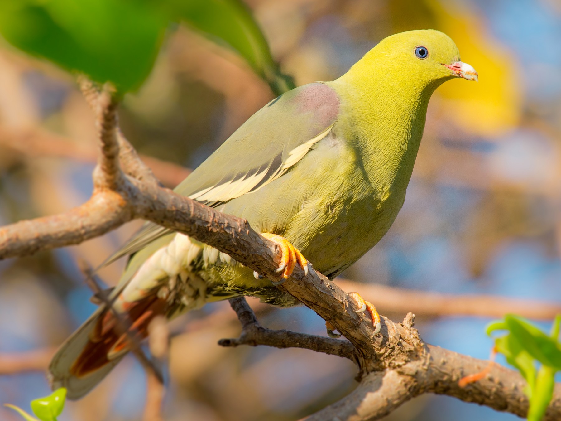 Madagascar Green-Pigeon - John C. Mittermeier