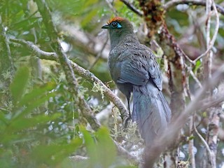  - Red-fronted Coua