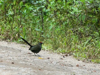  - Red-fronted Coua