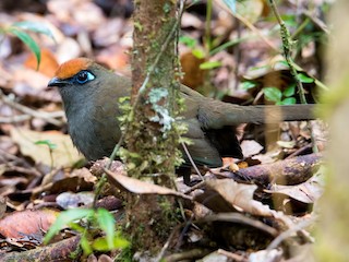  - Red-fronted Coua