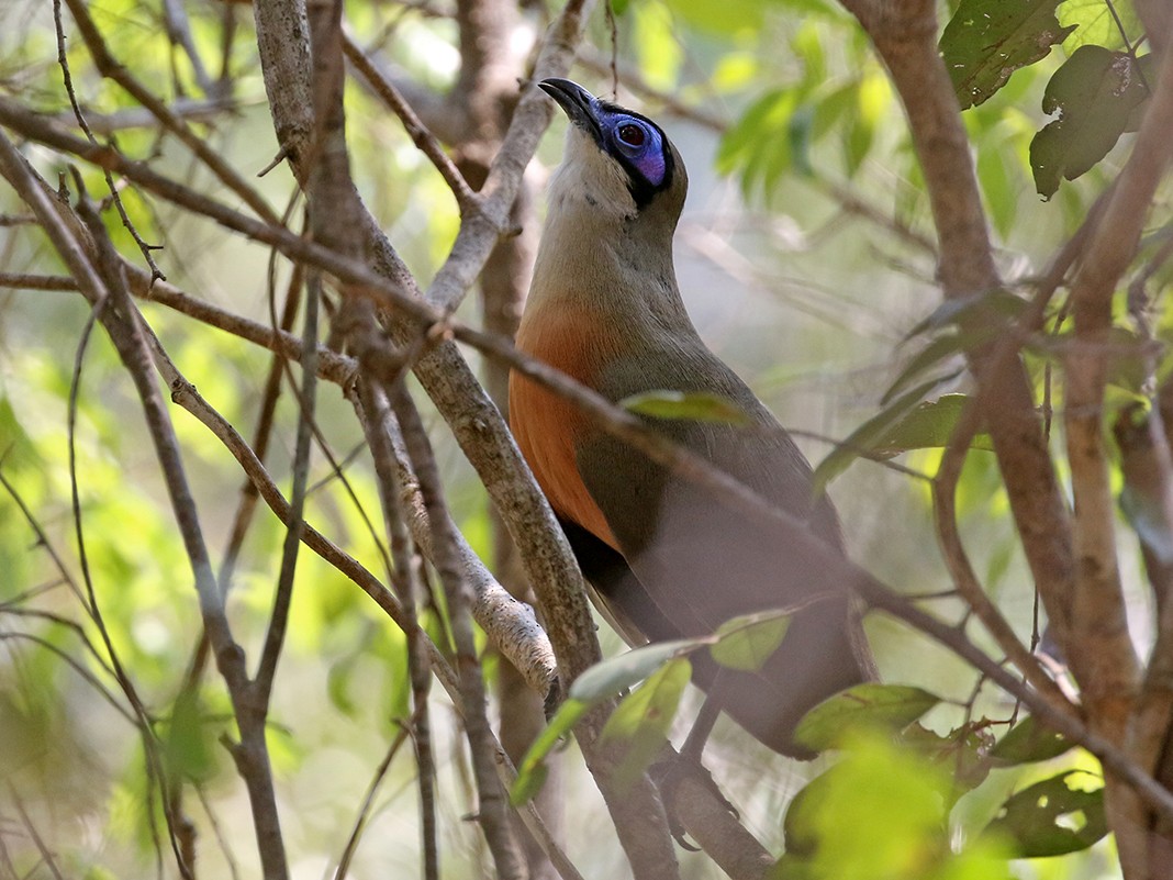 Coquerel's Coua - Charley Hesse TROPICAL BIRDING