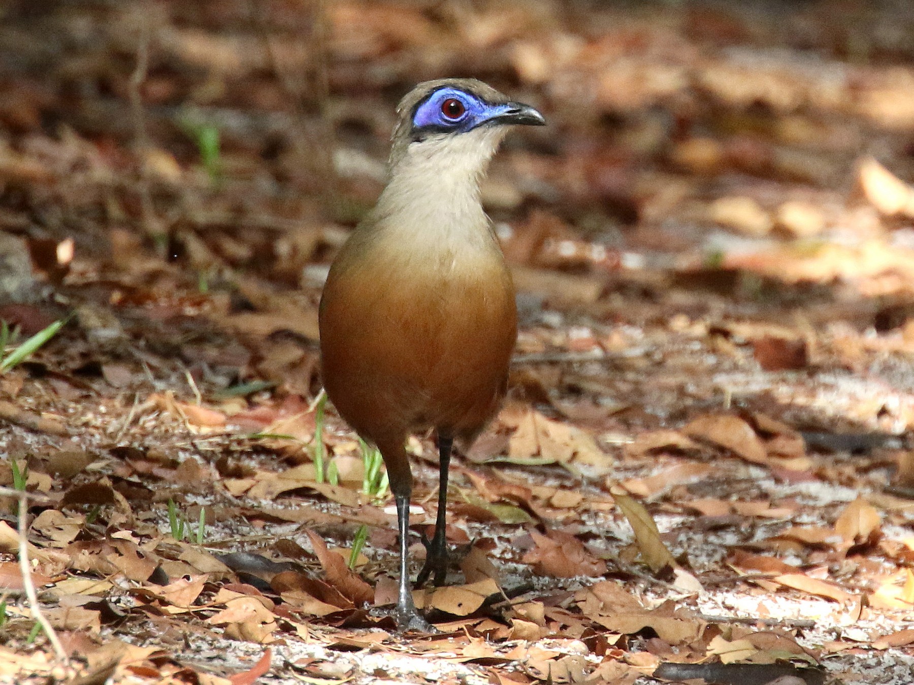 Coquerel's Coua - Stephen Gast