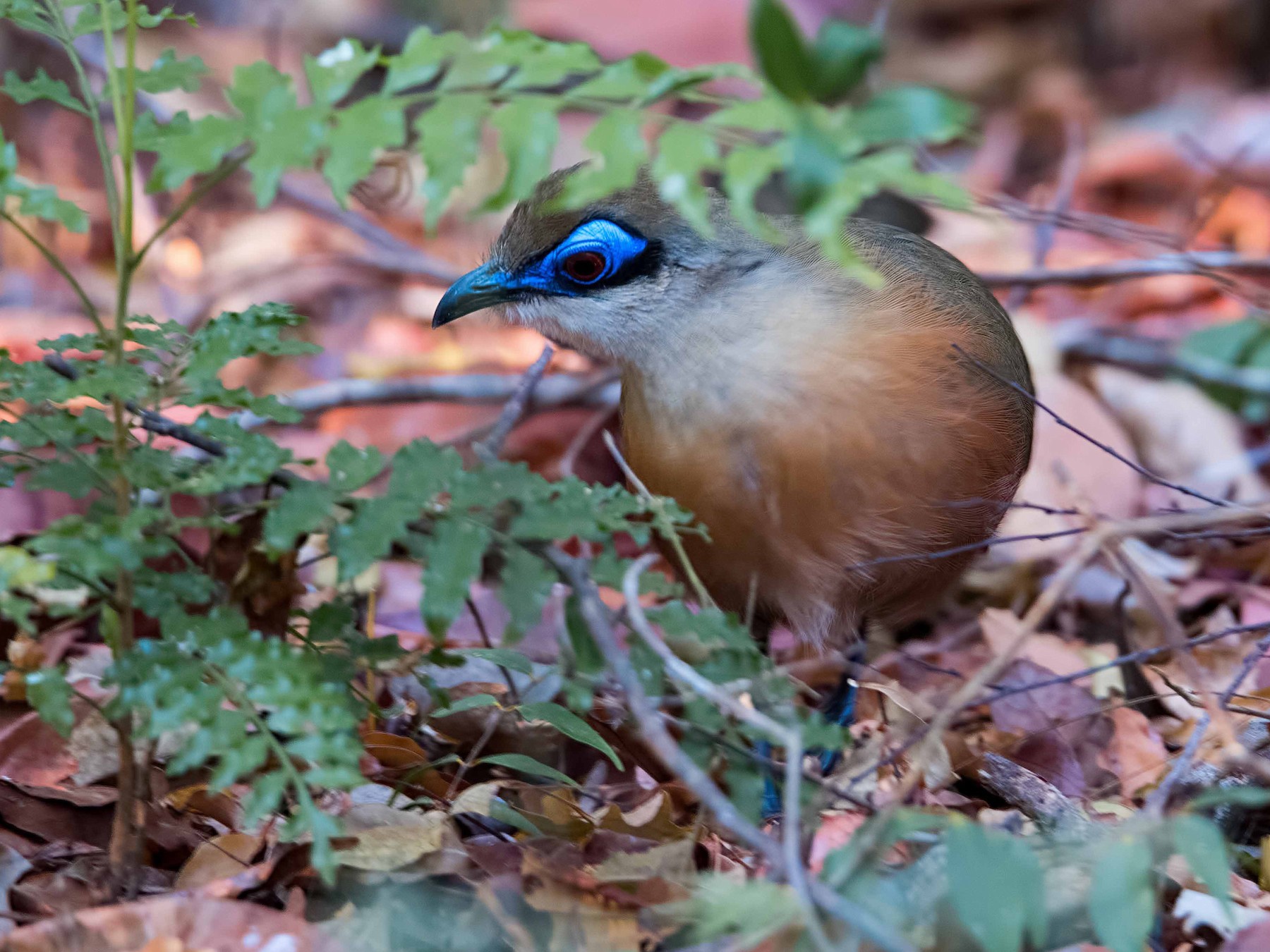 Coquerel's Coua - Shailesh Pinto