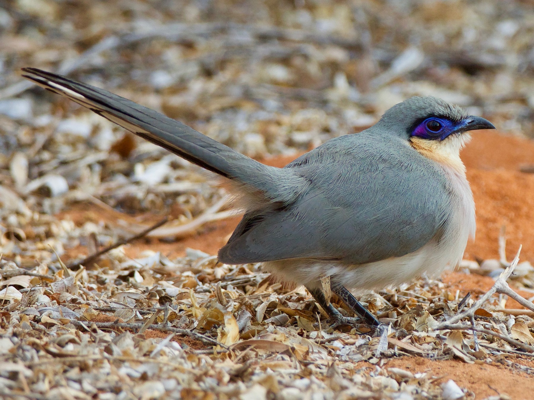 ハシリジカッコウ Ebird