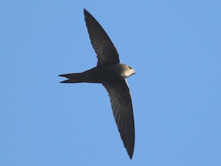  - Malagasy Swift