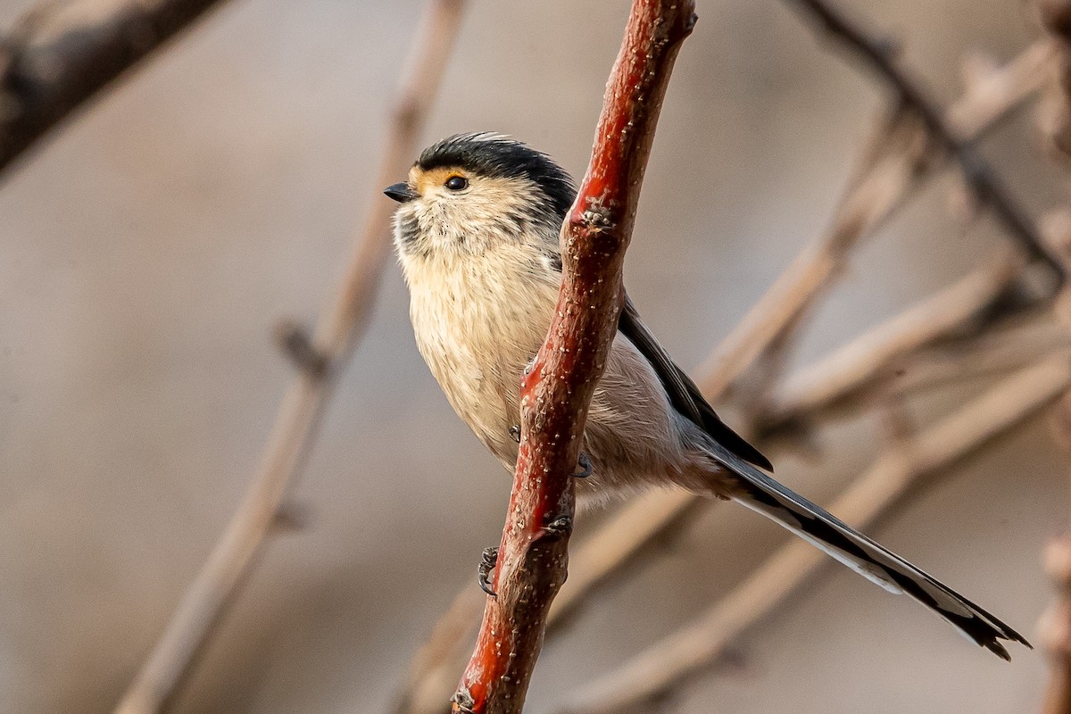 Silver-throated Tit - ML211865401