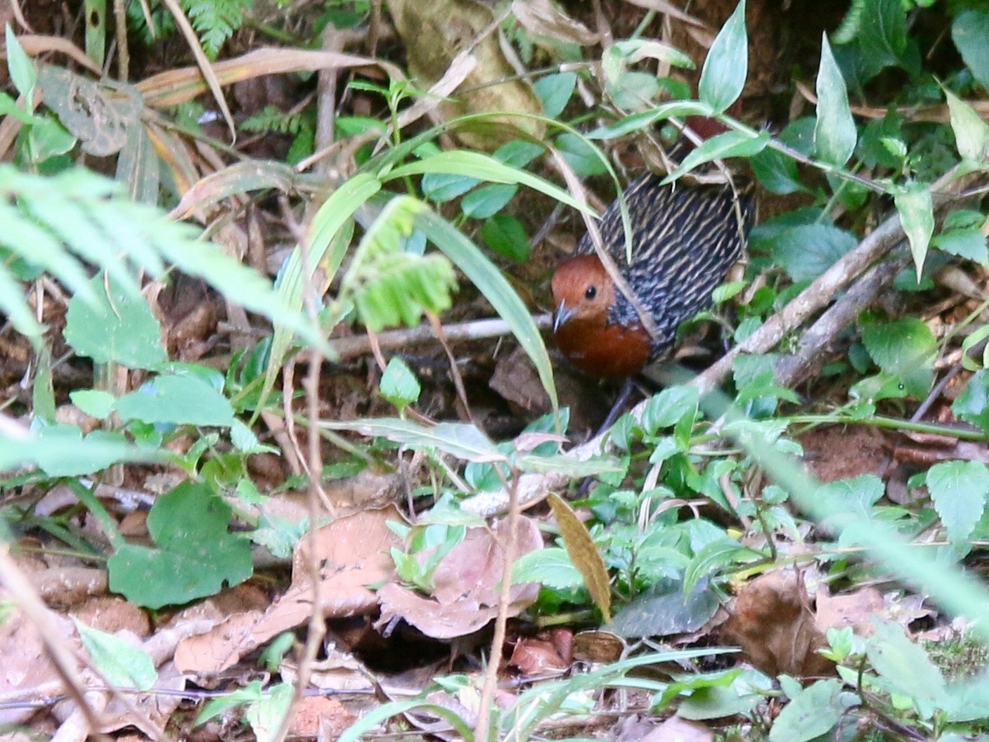 マダガスカルシマクイナ eBird