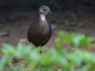 White-throated Rail - eBird