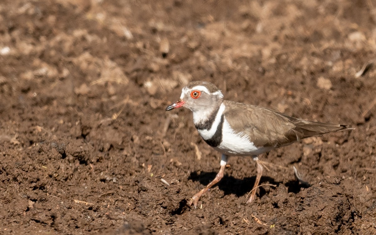 Three-banded Plover - Jean-Louis  Carlo
