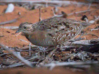 Torillo Malgache - eBird