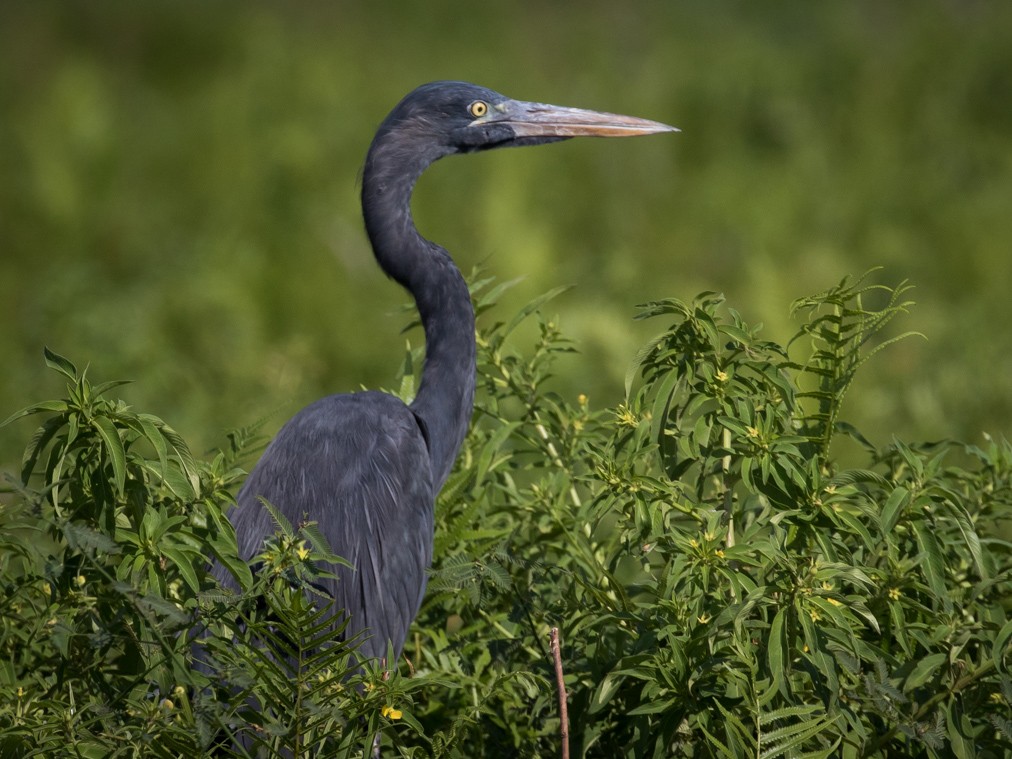 マダガスカルサギ Ebird