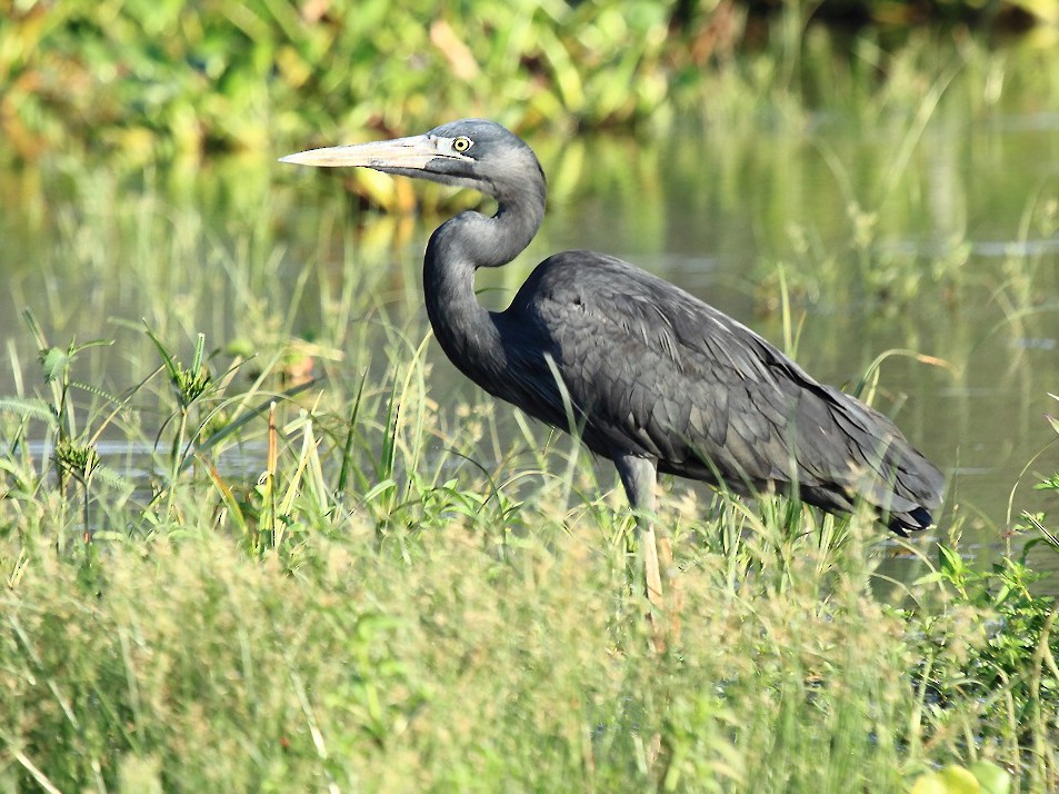 Humblot's Heron - eBird