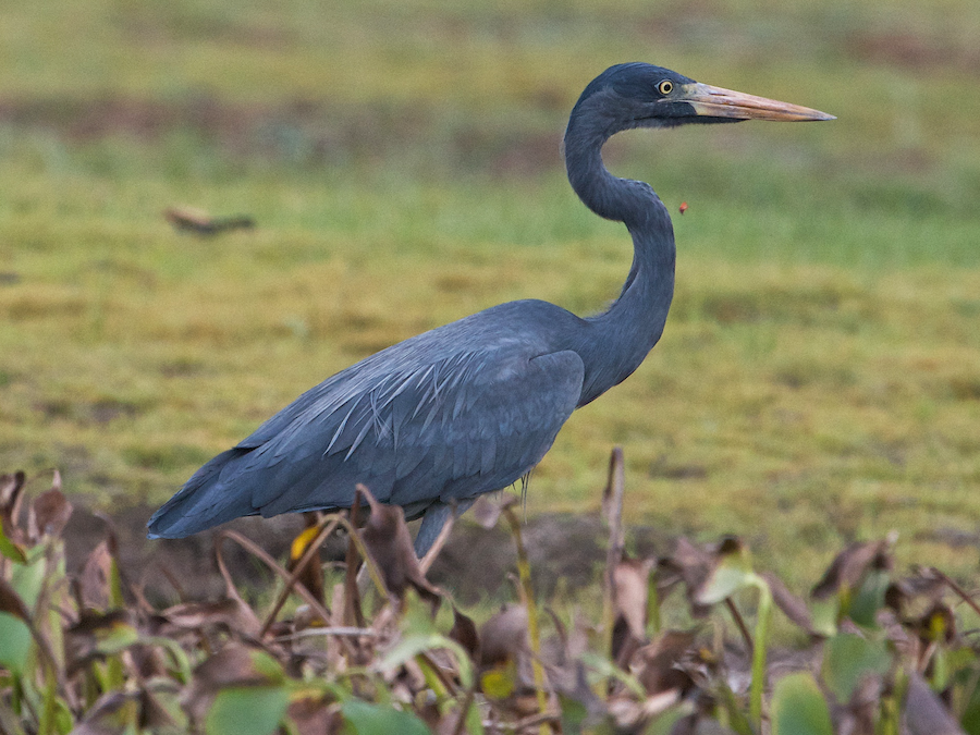 Humblot's Heron - eBird