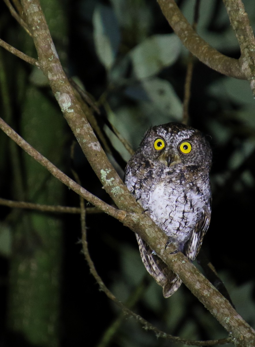 Mindanao Scops-Owl - ML211867651