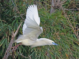 นกเต็มวัยในฤดูผสมพันธุ์ - Nigel Voaden - ML211867831