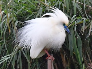  - Malagasy Pond-Heron